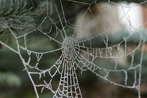spindelvæv, rimfrost, dryppe, edderkoppespind, fokus på forgrunden, skrøbelighed, tæt på, sårbarhed, ingen mennesker, edderkop, natur, dråbe, naturligt mønster, udendørs, vand, dag, kompleksitet, mønster, hvid farve, våd, forviklinger, web, dug, 5K, CC0, offentligt domæne, royaltyfrie