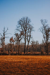 copaci uscați, copac, plantă, teren, cer, liniște, natură, peisaj, camp, mediu inconjurator, nici o persoana, arbore gol, o scenă liniștită, scenice - natura, frumusețe în natură, zi, scenă non-urbană, pădure, creştere, în aer liber, iarbă, 4K, CC0, domeniu public, fără drepturi de autor