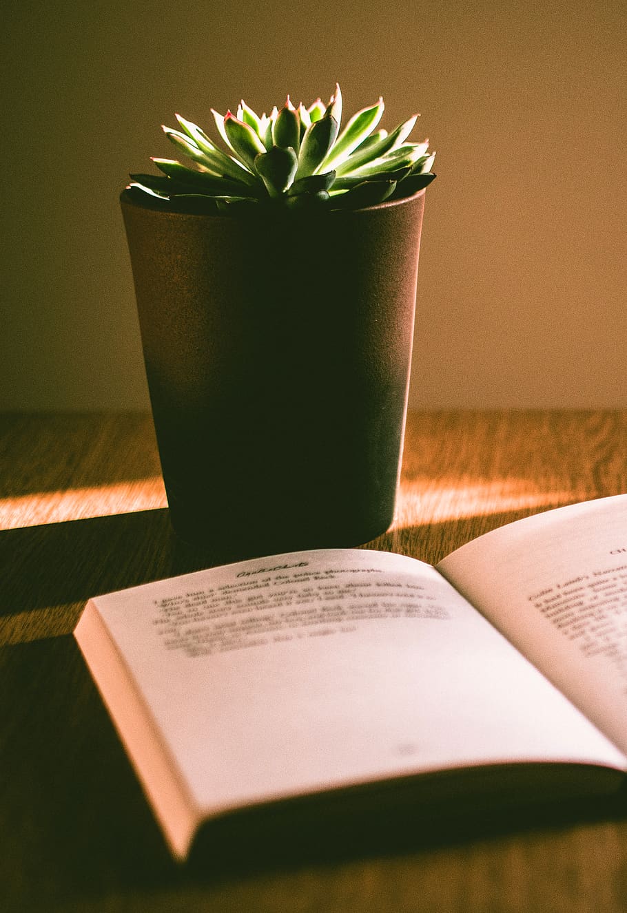 verde, succulento, pianta, Marrone, pentola, sfocatura, botanico, cactus, avvicinamento, concettuale, formazione scolastica, fiore, crescita, Salute, in casa, informazione, interno, interior design, conoscenza, letteratura, romanzo, pagina, pagine, pianta in vaso, lettura, natura morta, studia, pubblicazione, libro, carta, tavolo, Aperto, nessuno, natura, colore verde, bloc notes, interno di casa, tazza, messa a fuoco selettiva, studiando, 4K