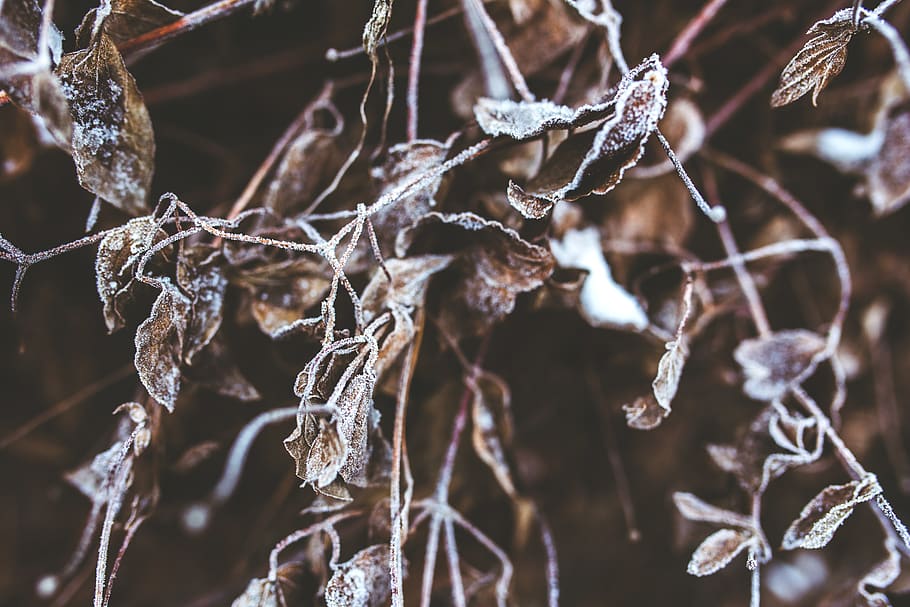 congelat, branques, marchit, fulles, branca, tancar, fred, cristall, gelades, gelada, icee, cargol, patró, planta, neu, aranya, arbre, temps, hivern, fusta, temperatura de fred, primer pla, gel, naturalesa, centrar-se en primer pla, dia, cap gent, enfocament selectiu, sec, fragilitat, vulnerabilitat, bellesa a la natura, a l'aire lliure, planta morta, vent de neu, 5K