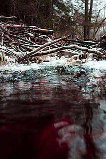 fotografía de primer plano, cuerpo, agua, junto a, ramas de los árboles, tiempo de día, frío, ambiente, otoño, fluir, hielo, paisaje, rocas cubiertas de musgo, movimiento, naturaleza, al aire libre, lluvia, reflexión, río, nieve, chapoteo, corriente, viaje, árbol, arboles, flujo de agua, mojado, invierno, madera, día, planta, nadie, bosque, enfoque selectivo, nivel de la superficie, temperatura fría, tranquilidad, frente al mar, congelado, tierra, fluido, agua que fluye, 5K, CC0, dominio público, libre de derechos