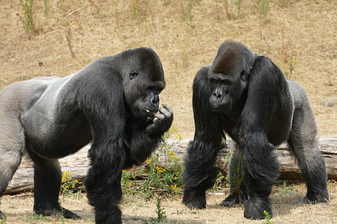goril·la, goril·les de terres baixes, mico, primat, fauna, salvatge, masculí, gran simi, germans, Àfrica, selva tropical, mamífer, animal, temes d'animals, grup d’animals, fauna animal, dos animals, terra, animals a la natura, vertebrats, dia, cap gent, naturalesa, camp, a l'aire lliure, planta, unió, arbre, família d’animals, zoo, herbívors, 5K, CC0, domini públic, lliure de regalies