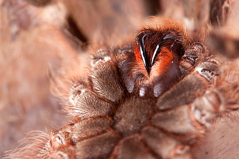 araña, macro, insecto, temas de animales, animal, fauna animal, un animal, parte del cuerpo del animal, de cerca, animales en la naturaleza, mamífero, primer plano extremo, nadie, pájaro, belleza en la naturaleza, vertebrado, parte del cuerpo, naturaleza, Pelo animal, ojo, día, animales domesticos, ojo de animal, pestaña, cabeza de animal, 2K, CC0, dominio público, libre de derechos