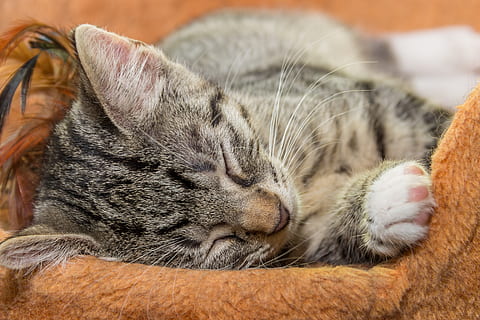 gato, pequeno, dormindo, fofa, gatinho, animal, doce, encantador, jovem, face, peludo, mamífero, temas animais, felino, pets, animais domésticos, doméstico, gato doméstico, um animal, relaxamento, olhos fechados, vertebrado, fechar-se, em repouso, bigode, deitado, dentro de casa, ninguém, malhado, cabeça de animal, acolhedor, cochilando, 5K, CC0, domínio público, royalty free