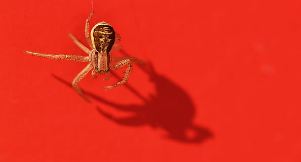 araña, macro, rojo, fondo, agresor, sombra, animal, temas de animales, un animal, fauna animal, invertebrado, insecto, foto de estudio, animales en la naturaleza, nadie, de cerca, arácnido, artrópodo, parte del cuerpo del animal, longitud total, adentro, fondo de color, lujo, 2K, CC0, dominio público, libre de derechos