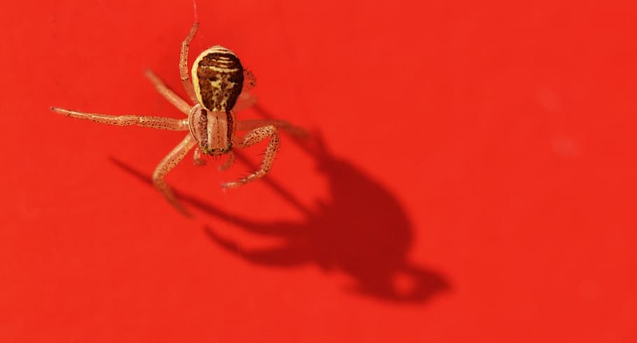 araña, macro, rojo, fondo, agresor, sombra, animal, temas de animales, un animal, fauna animal, invertebrado, insecto, foto de estudio, animales en la naturaleza, nadie, de cerca, arácnido, artrópodo, parte del cuerpo del animal, longitud total, adentro, fondo de color, lujo, 2K