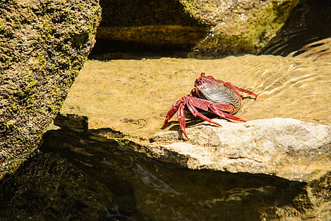 granchi rossi, invertebrato, insetto, animale, vita marina, cibo, frutti di mare, Granchio, roccia, granchio reale, Anemone di mare, pesce, squatina, iguana, lucertola, rettile, mangiare, abbigliamento, casco, capi di abbigliamento, elmetto protettivo, solido, roccia - oggetto, temi animali, natura, fauna selvatica, animali allo stato selvatico, un animale, luce del sole, nessuno, giorno, acqua, all'aperto, bellezza nella natura, mare, avvicinamento, terra, ala animale, marino, 4K, CC0, dominio pubblico, privo di copyright
