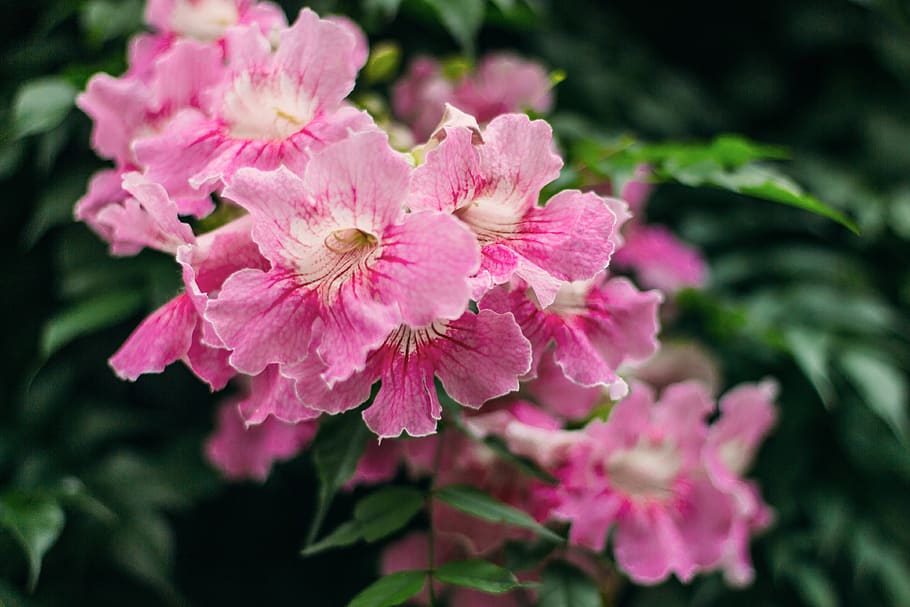 mexicà, monterrey, flor, planta amb flors, planta, color rosa, bellesa a la natura, fragilitat, vulnerabilitat, pètal, frescor, creixement, primer pla, cap de flor, inflorescència, cap gent, naturalesa, enfocament selectiu, a l'aire lliure, primavera, centrar-se en primer pla, pol·len, Ram de flors, 4K