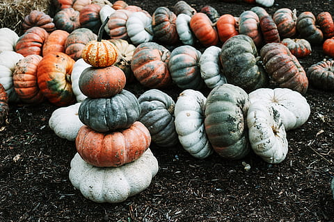 pile of pumpkins, october, pumpkin, fall, patch, pile, tower, holiday, plant, nature, farm, produce, soup, gourd, hallowween, vegetable, food, autumn, agriculture, organic, freshness, halloween, season, squash - Vegetable, crop, ripe, harvesting, decoration, thanksgiving, backgrounds, close-up, vegetable Garden, outdoors, no People, 5K, CC0, public domain, royalty free