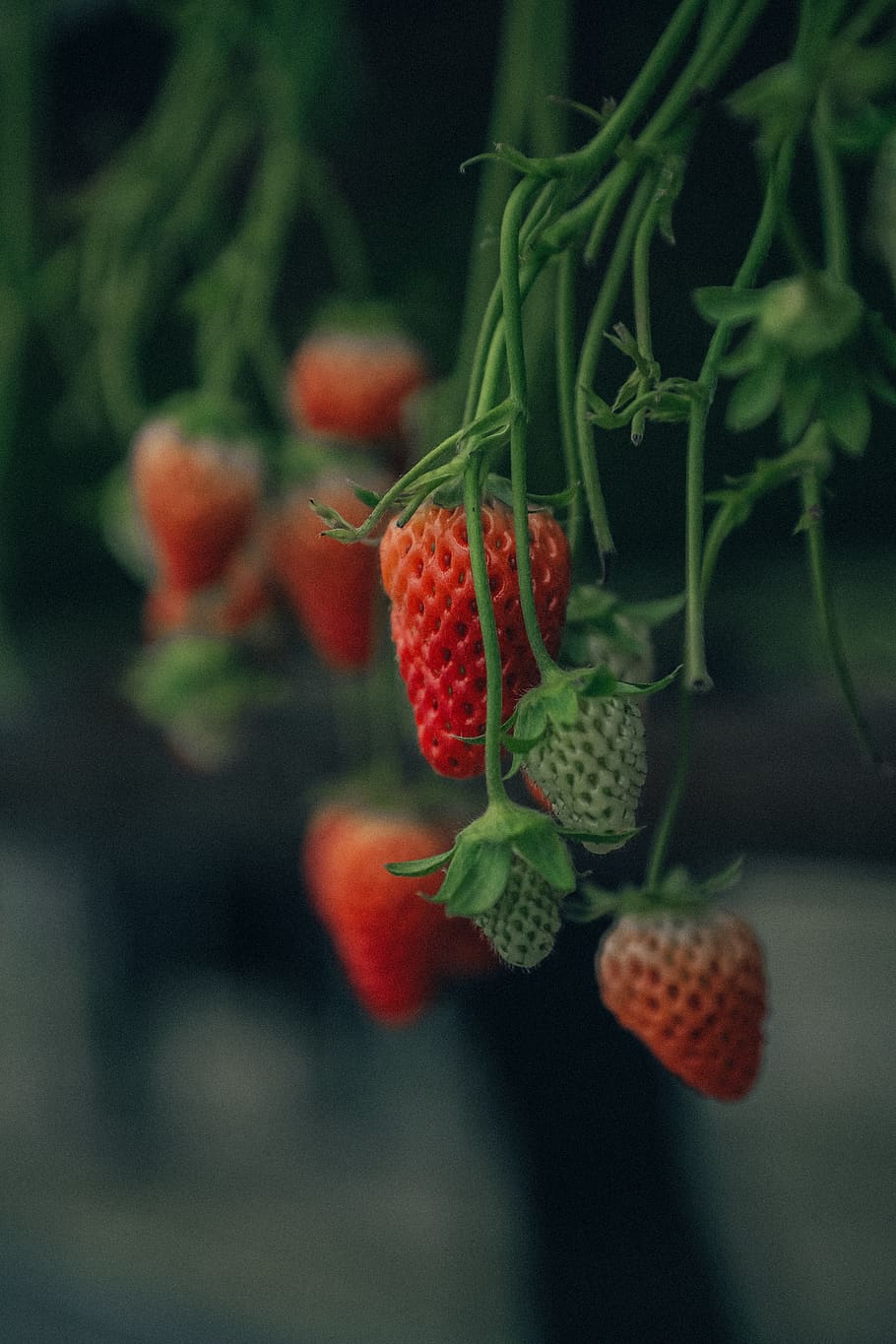 fragole rosse, mangiare sano, frutta, cibo, cibo e bevande, freschezza, frutti di bosco, crescita, benessere, concentrarsi sulle conoscenze acquisite, avvicinamento, rosso, nessuno, pianta, foglia, giorno, parte vegetale, natura, colore verde, messa a fuoco selettiva, fragola, all'aperto, maturo, lychee, sorbe, 5K