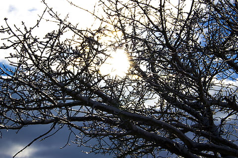 sun, ice, snow, forest, strom, winter, nature, landscape, blizzard, snowy, clouds, tree, branch, sky, low angle view, plant, beauty in nature, tranquility, growth, no people, sunlight, day, outdoors, flower, bare tree, scenics - nature, flowering plant, lens flare, sunbeam, bright, spring, tree canopy, 4K, CC0, public domain, royalty free