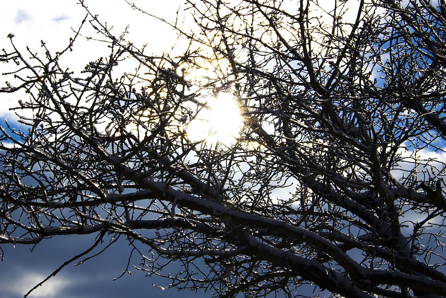 sol, gel, neu, bosc, strom, hivern, naturalesa, paisatge, vent de neu, nevat, núvols, arbre, branca, cel, vista d’angle baix, planta, bellesa a la natura, tranquil·litat, creixement, cap gent, llum solar, dia, a l'aire lliure, flor, arbre nu, escenics - natura, planta amb flors, flare de la lent, raig de sol, brillant, primavera, copa de l'arbre, 4K