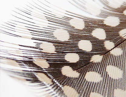 pattern, background, texture, feather, white, corpses, lightweight, bird feather, slightly, down, filigree, gentle, down feather, fluff, fluffity, close-up, full frame, backgrounds, no people, indoors, textile, animal, still life, selective focus, animal themes, white color, design, extreme close-up, material, black color, textured, industry, selling, striped, softness, butterfly - insect, 2K, CC0, public domain, royalty free