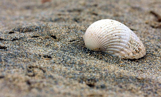 Schale, Strand, Sand, Treibgut, Ozean, Natur, Küste, Meer, Tierwelt, Tier, Tierhülle, Land, Tierthemen, ein Tier, Muschel, Tiere in freier Wildbahn, Nahansicht, keine Leute, Einsiedlerkrebs, selektiver Fokus, Krebs, Schönheit in der Natur, Tag, draußen, Marine, 2K, CC0, gemeinfrei, lizenzfrei