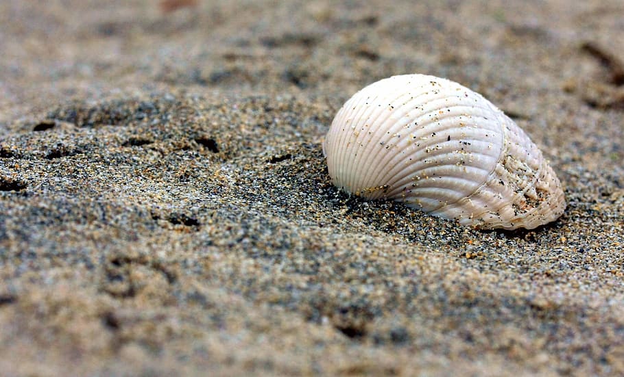 conchiglia, spiaggia, sabbia, relitti, oceano, natura, costa, mare, fauna selvatica, animale, guscio di animale, terra, temi animali, un animale, animali allo stato selvatico, avvicinamento, nessuno, Paguro, messa a fuoco selettiva, crostaceo, bellezza nella natura, giorno, all'aperto, marino, 2K