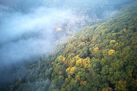 Lucembursko, bourscheid, jednoduchý, podzim, žlutá, zelená, stromy, mlha, trubec, tvary, abstraktní, krajina, les, rostlina, krása v přírodě, životní prostředí, scenics - příroda, strom, přistát, Příroda, hora, klid, vysoký úhel pohledu, růst, mimoměstské scény, nikdo, klidné scény, den, venku, zelená barva, borovice, 4K, CC0, veřejná doména, bez autorských práv