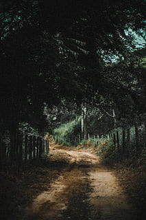 brown, road, trees, dark, dawn, daylight, environment, evening, fog, forest, landscape, leaves, light, nature, outdoors, park, pathway, shadow, travel, tree, woods, plant, the way forward, direction, tranquility, land, tranquil scene, dirt road, no people, dirt, footpath, woodland, diminishing perspective, day, beauty in nature, growth, treelined, 5K, CC0, public domain, royalty free