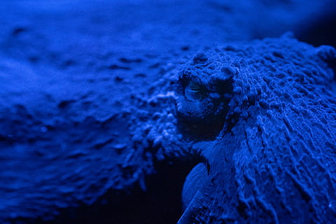 blaue Krake, Tierwelt, Tierthemen, ein Tier, Tier, Tiere in freier Wildbahn, Tierkörperteil, Nahansicht, Meer, keine Leute, Tierkopf, unter wasser, Wirbeltier, Wasser, Blau, Säugetier, Natur, Tierauge, Marine, Reptil, dunkel, Tierwaage, 5K, CC0, gemeinfrei, lizenzfrei