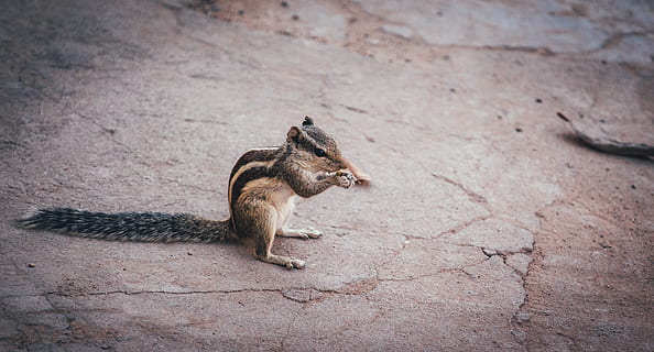 scoiattolo, canguro, mammifero, wallaby, animale, roditore, India, Gandhinagar, mangiare, Affamato, strisce, coda, gambe, terra, cibo, verdura, grano, produrre, pianta, seme, fauna selvatica, un animale, animali allo stato selvatico, vertebrato, nessuno, natura, lunghezza intera, chipmunk, giorno, all'aperto, vista dall'alto, vista laterale, 4K, CC0, dominio pubblico, privo di copyright