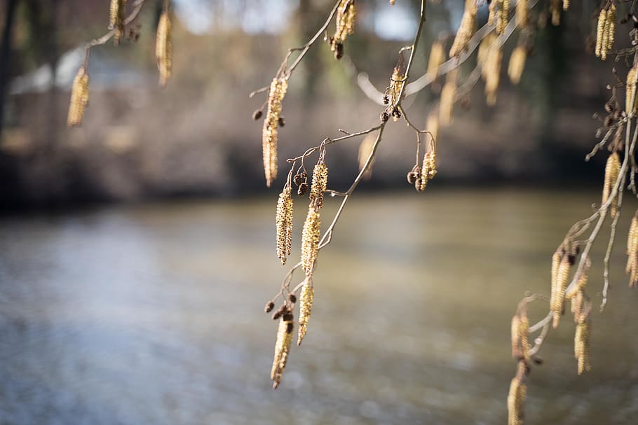 trávy, strom, pyl, květ, klepněte na, willow catkins, bříza, alergie, Příroda, jaro, krajina, životní prostředí, venkovský, scénický, voda, zaměřit se na popředí, klid, rostlina, den, nikdo, krása v přírodě, jezero, větev, detail, studená teplota, zimní, venku, kočička vrba, větvička, sníh, mrtvá rostlina, 5K