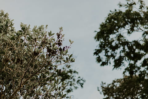 alberi dalle foglie verdi, cielo blu, ramo, rami, ambiente, foresta, giardino, verde, crescita, paesaggio, le foglie, natura, stagione, estate, albero, alberi, pianta, cielo, Inquadratura dal basso, bellezza nella natura, nessuno, giorno, la tranquillità, all'aperto, messa a fuoco selettiva, concentrarsi sulle conoscenze acquisite, fiore, freschezza, pianta fiorita, avvicinamento, cielo sereno, fragilità, 5K, CC0, dominio pubblico, privo di copyright