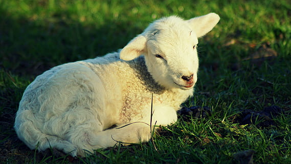 Påsken, påske, nuttet, sød, lam, ung, opstandelse, natur, eng, græs, påskehilsen, schäfchen, lille, ungt dyr, genfødt, baby, forår, pattedyr, dyre temaer, dyr, husdyr, kæledyr, indenlandske, et dyr, hvirveldyr, plante, jord, ingen mennesker, Mark, får, hvid farve, portræt, dag, planteædende, dyr hoved, 5K, CC0, offentligt domæne, royaltyfrie