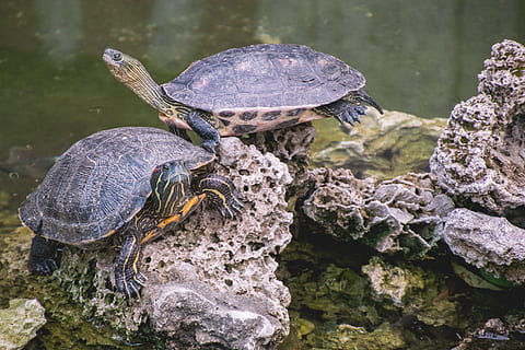 două țestoase gri, animal, animale tematice, broasca testoasa, animale sălbatice, târâtoare, animale în sălbăticie, animale vertebrate, apă, coajă, coajă de animale, stâncă, grup de animale, solid, obiect de rocă, natură, nici o persoana, zi, lac, amfibiu, în aer liber, tortoise shell, marin, 2K, CC0, domeniu public, fără drepturi de autor