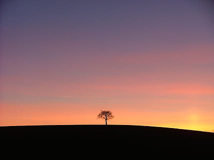 silueta, arbre, alba, cel, posta de sol, bellesa a la natura, tranquil·litat, planta, medi ambient, naturalesa, terra, escenics - natura, escena tranquil·la, paisatge, cap gent, camp, color taronja, còpia espai, a l'aire lliure, escena no urbana, arbre únic, cel romàntic, 1080P, CC0, domini públic, lliure de regalies