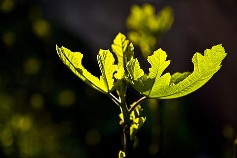fig, leaves, light, reverse light, tree, green, nature, plant, plant part, green color, close-up, leaf, growth, no people, food, beauty in nature, freshness, outdoors, food and drink, focus on foreground, beginnings, day, vegetable, sunlight, new life, selective focus, rainforest, 4K, CC0, public domain, royalty free