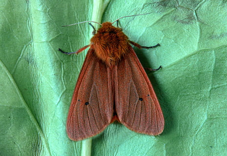 ruby tiger, moth, macro, insect, lepidoptera, wing, wings, garden, antennae, invertebrate, invertebrates, green color, leaf, animal themes, one animal, plant part, animal, close-up, animal wing, animal wildlife, no people, animals in the wild, nature, butterfly - insect, day, plant, beauty in nature, brown, 5K, CC0, public domain, royalty free