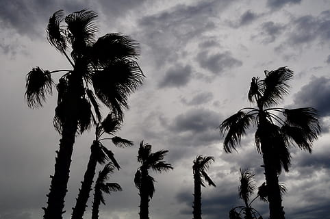 storm, himmel, skyer, vind, Palme træ, tropisk klima, træ, sky - himmel, vækst, lav vinkel visning, plante, skønhed i naturen, ro, natur, silhuet, ingen mennesker, scenics - natur, træstamme, bagagerum, kokos palme, rolig scene, solnedgang, udendørs, tropisk træ, palmblad, 4K, CC0, offentligt domæne, royaltyfrie