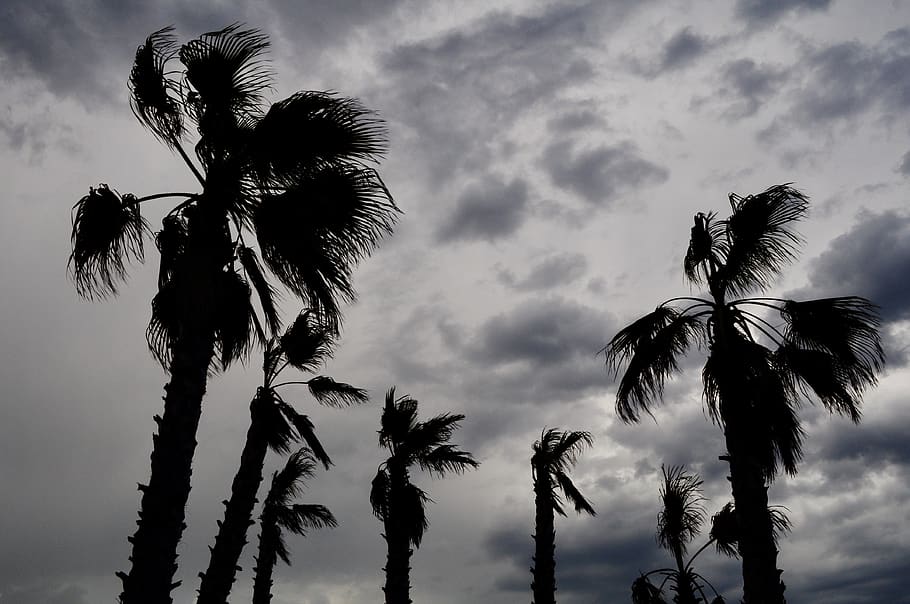storm, himmel, skyer, vind, Palme træ, tropisk klima, træ, sky - himmel, vækst, lav vinkel visning, plante, skønhed i naturen, ro, natur, silhuet, ingen mennesker, scenics - natur, træstamme, bagagerum, kokos palme, rolig scene, solnedgang, udendørs, tropisk træ, palmblad, 4K