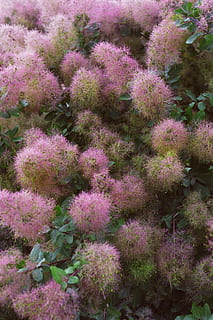 a inflori, VSCO, fundal, tapet, vară, floare, botanic, frunze, rar, copac, natură, culoarea roz, creştere, nici o persoana, zi, frumusețe în natură, Violet, plantă, planta cu flori, vedere în unghi mare, în aer liber, prospeţime, a închide, camp, teren, cadru complet, vulnerabilitate, coral, Viata marina, marin, 5K, CC0, domeniu public, fără drepturi de autor