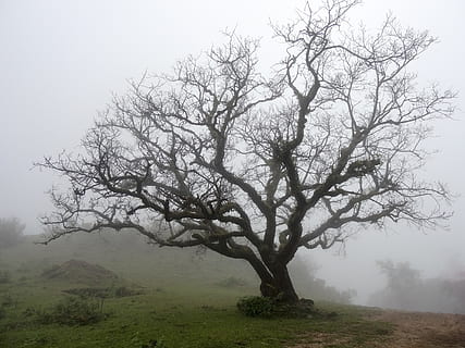 kahler Baum, laubwechselnd, Nebel, kalt, blattlos, Szene, Landschaft, Geäst, Baum, Pflanze, Schönheit in der Natur, Ruhe, Nicht-städtische Szene, Land, Natur, ruhige Szene, Umgebung, keine Leute, Ast, Kofferraum, Feld, Himmel, Szenen - Natur, Baumstamm, draußen, isoliert, dunstig, 4K, CC0, gemeinfrei, lizenzfrei
