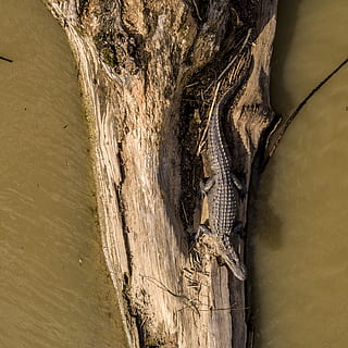 lucertola nera, levee maint rd, stati Uniti, sequoia, pianta, albero, alluvione, all'aperto, acqua, natura, fiume, animale, legna, uccello, uccelli acquatici, sdraiarsi, ceppo, alligatore, tronco d'albero, ghiandaia, mangiatore di api, nessuno, tronco, giorno, Inquadratura dal basso, architettura, avvicinamento, caratteristica della parete, creatività, strutturato, vecchio, arte e artigianato, mestiere, struttura costruita, legno - materiale, il passato, 2K, CC0, dominio pubblico, privo di copyright