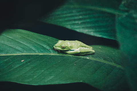 sapo na folha, anfíbio, rã, animais selvagens, animal, Sapo de árvore, réptil, vida marinha, tartaruga, lagarto, folha, verde, cinzento, floresta, plantar, sapo, veias, Comida, vegetal, espinafre, gotícula, parte da planta, cor verde, um animal, temas animais, animais em estado selvagem, fechar-se, ninguém, natureza, foco seletivo, dia, ao ar livre, vertebrado, inseto, 5K, CC0, domínio público, royalty free