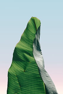 bananenblad, close-up fotografie, minimaal, structuur, groen, blad, fabriek, natuur, helling, bladeren, behang, ader, minimalistische, minimalisme, pastel, palm, wind, buitenshuis, tachtig, palmboom, achtergronden, groene kleur, abstract, zomer, detailopname, patroon, vorm, boom, schoonheid in de natuur, milieu, plantkunde, blauw, versheid, hemel, geel, 5K, CC0, publiek domein, royaltyvrij