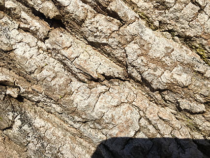 arbre, escorça, textura, fons, marc complet, aspre, primer pla, cap gent, patró, rock, naturalesa, rock - object, dia, sòlid, tronc de l'arbre, geologia, patró natural, tronc, a l'aire lliure, material de fusta, erosionat, efecte texturat, clima àrid, 4K, CC0, domini públic, lliure de regalies