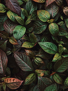ovate, verde, pianta fogliare, pianta, foglia, sfondo, macro, struttura, dall'alto al basso, natura, carina, estetico, estate, acuto, dettaglio, leafe verde, quiete, verdura, pianta verde, sfondi, modello, astratto, colore verde, freschezza, strutturato, decorazione, fondale, botanica, biologico, stagione, foresta, albero, crescita, bellezza nella natura, 1080P, CC0, dominio pubblico, privo di copyright