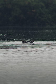 oceà tranquil, ocell, animal, a l'aire lliure, aigua, aus aquàtiques, parc nacional de la reina Isabel, Àfrica, uganda, ondulació, mamífer, ànec, l'ànec real, cormorà, la vida marina, oceà, mar, naturalesa, garza, ardeidae, volant, temes d'animals, animals a la natura, vertebrats, fauna animal, un animal, nedar, davant del mar, llac, cap gent, dia, enfocament selectiu, aus de corral, reflexió, 2K, CC0, domini públic, lliure de regalies
