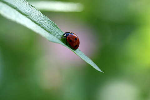baja, rød, blad, Insecta, natur, skønhed, hvirvelløse, et dyr, grøn farve, insekt, dyr i naturen, dyreliv, dyre temaer, tæt på, dyr, plante del, fokus på forgrunden, plante, mariehøne, ingen mennesker, dag, bille, selektiv fokusering, udendørs, i udkanten af, 5K, CC0, offentligt domæne, royaltyfrie
