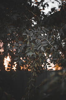 Blatt, Pflanze, Baum, Licht, Zaun, hell, Grün, Strahlen, Orange, heiß, Ast, Sonnenuntergang, goldene Stunde, rot, warm, Sommer-, dunkel, Lebensmittel, Obst, produzieren, Natur, keine Leute, Wachstum, Pflanzenteil, Nahansicht, draußen, selektiver Fokus, Schönheit in der Natur, Tag, Land, Ruhe, Herbst, Veränderung, Fokus auf den Vordergrund, Feld, Blätter, 5K, CC0, gemeinfrei, lizenzfrei