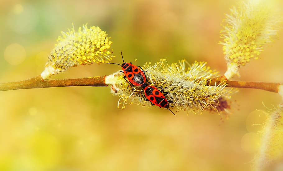 fabbri senza ali, copulazione, bug, insetti, Bazia, animali, natura, alla corte di, invertebrati, avvicinamento, pianta, salice, gatto, messaggi, antenne, modello, colore, bellissimo, vivo, primavera, l'ambiente, biologia, vegetazione, insetto, temi animali, invertebrato, fauna selvatica, animale, animali allo stato selvatico, un animale, fiore, pianta fiorita, giallo, nessuno, scarafaggio, bellezza nella natura, concentrarsi sulle conoscenze acquisite, all'aperto, messa a fuoco selettiva, testa di fiore, 4K
