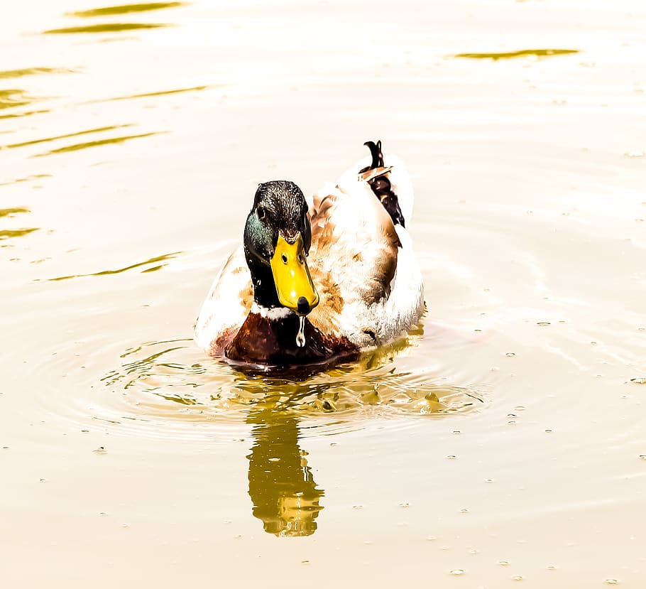 ànec, l'ànec real, quack, reflexió, reflexionar, factura, verd, aigua, llac, degoteig, tirar, impermeable, temes d'animals, animal, fauna animal, animals a la natura, ocell, vertebrats, un animal, davant del mar, nedar, naturalesa, cap gent, dia, aus de corral, groc, a l'aire lliure, bec, 1080P