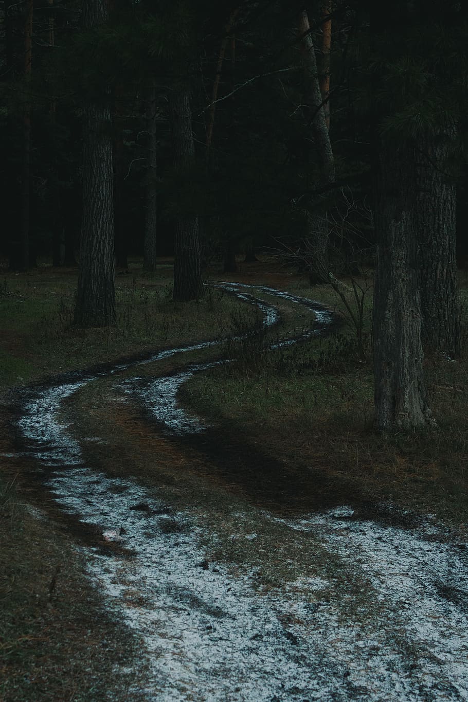 bosc, Camí, manera, carretera, hivern, tardor, neu, arbre, arbres, herba, brutícia, Rússia, siberia, tomsk, fred, planta, terra, tranquil·litat, cap gent, naturalesa, tronc de l'arbre, tronc, escena tranquil·la, escena no urbana, sendera, dia, creixement, el camí a seguir, camp, direcció, a l'aire lliure, bellesa a la natura, 4K