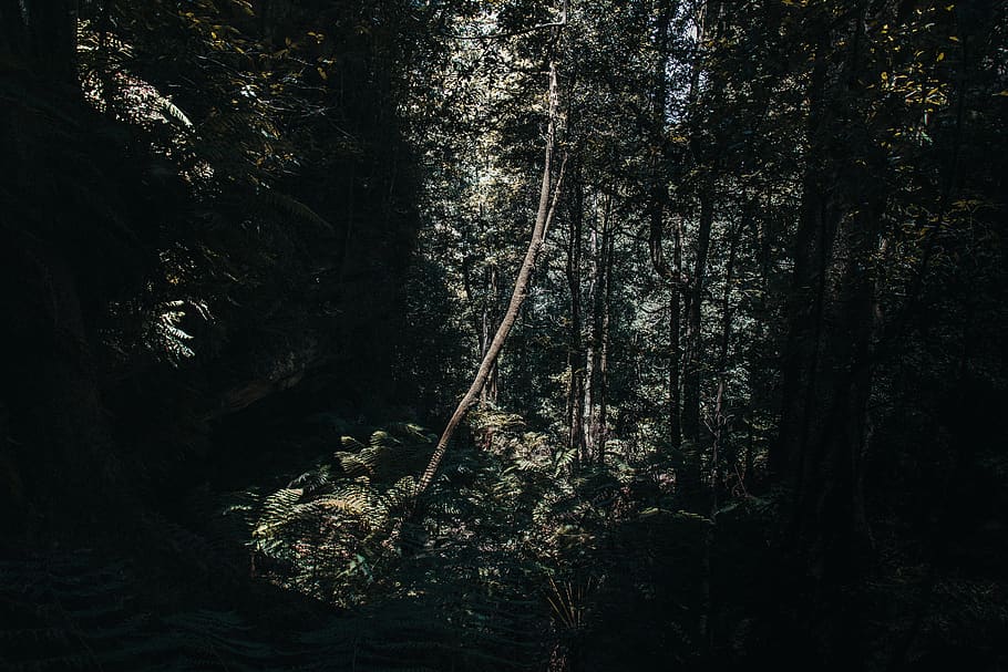 alberi a foglia verde, pianta, vegetazione, albero, giungla, foresta, terra, all'aperto, natura, foresta pluviale, bosco, conifera, boschetto, abies, abete, cespuglio, alberi, escursione, parco, escursioni a piedi, Australia, crescita, la tranquillità, nessuno, scena tranquilla, bellezza nella natura, Inquadratura dal basso, tronco d'albero, scenics - natura, tronco, giorno, scena non urbana, luce del sole, spaventoso, bosco di pini, 5K