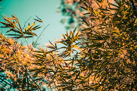 grüner Baum, Pflanze, Baum, Mayaguez, Blatt, Gras, Vegetation, Buchse, pr, Puerto Rico, Bambusblätter, Tapete, Natur, Bokeh, Nadelbaum, Blume, blühen, draußen, Kunst, Landschaft, Topfpflanze, Wachstum, Pflanzenteil, keine Leute, Schönheit in der Natur, Tag, Ast, Fokus auf den Vordergrund, Nahansicht, Ruhe, Himmel, Sonnenlicht, selektiver Fokus, Herbst, grüne Farbe, Flachwinkelansicht, Veränderung, 4K, CC0, gemeinfrei, lizenzfrei