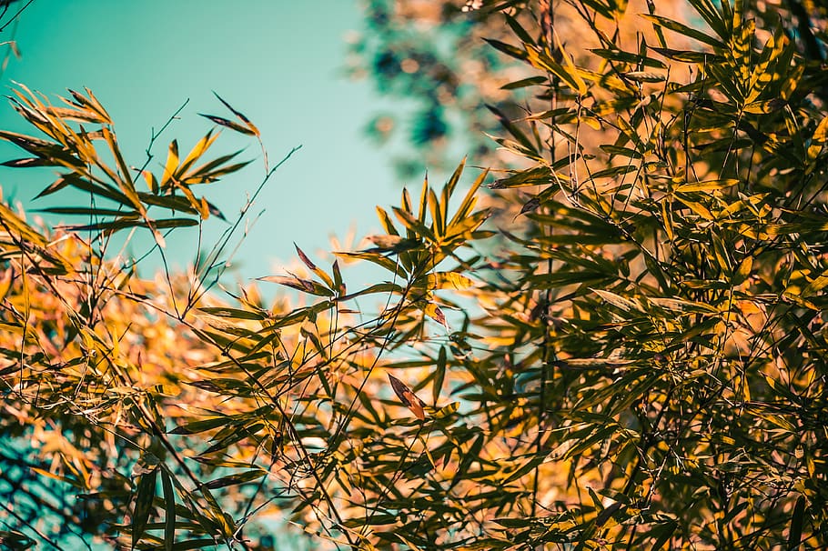 arbre verd, planta, arbre, mayaguez, full, herba, vegetació, arbust, pr, Puerto Rico, fulles de bambú, fons de pantalla, naturalesa, bokeh, conífera, flor, a l'aire lliure, art, paisatge, planta en test, creixement, part de la planta, cap gent, bellesa a la natura, dia, branca, centrar-se en primer pla, primer pla, tranquil·litat, cel, llum solar, enfocament selectiu, tardor, color verd, vista d’angle baix, canvi, 4K