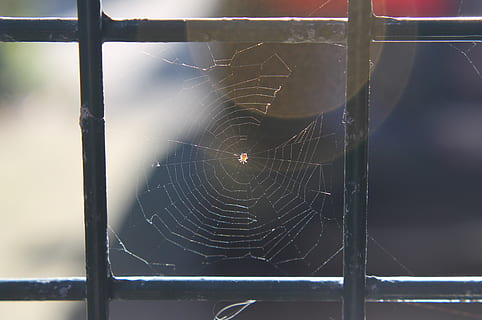 ragno, web, ragnatela, insetto, animale, minuscolo, recinto, macro, piazza, fragilità, vulnerabilità, avvicinamento, temi animali, concentrarsi sulle conoscenze acquisite, invertebrato, nessuno, aracnide, artropodo, complessità, un animale, modello, giorno, natura, fauna selvatica, modello naturale, all'aperto, gamba animale, 4K, CC0, dominio pubblico, privo di copyright
