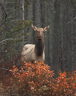 brun hjorte, elg, dyr, pattedyr, dyreliv, hjort, antilope, træ, kænguru, wallaby, Busk, baggrund, rolige, stadig, telefon baggrund, kvinde, tapet, udendørs, Skov, berolige, et dyr, jord, dyr i naturen, hvirveldyr, plante, kigger på kameraet, natur, dag, portræt, ingen mennesker, stående, Mark, planteædende, 2K, CC0, offentligt domæne, royaltyfrie